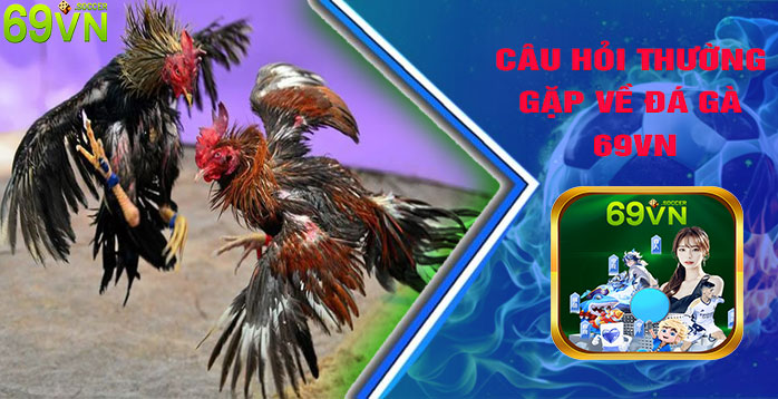 Câu Hỏi Thường Gặp Về Đá Gà 69VN